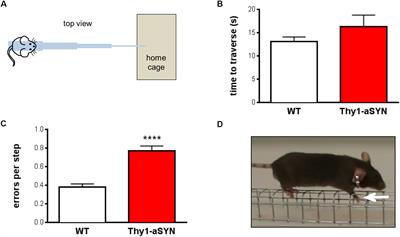 Overexpression of Wild-Type Human Alpha-Synuclein Causes Metabolism Abnormalities in Thy1-aSYN Transgenic Mice